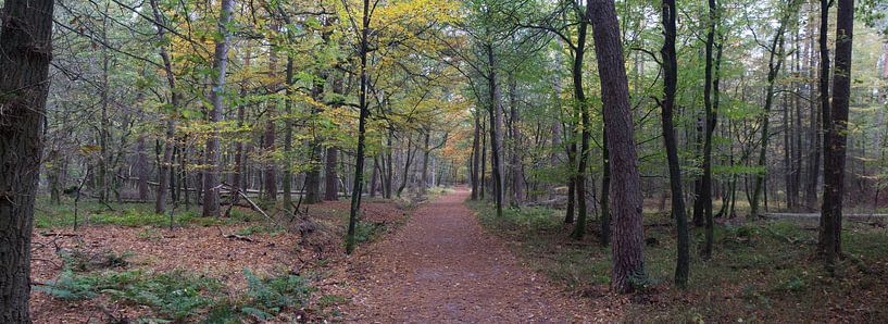 Een bospad panorama tijdens de Herfst van Gerard de Zwaan