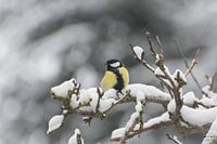 Mésange sur une brindille enneigée