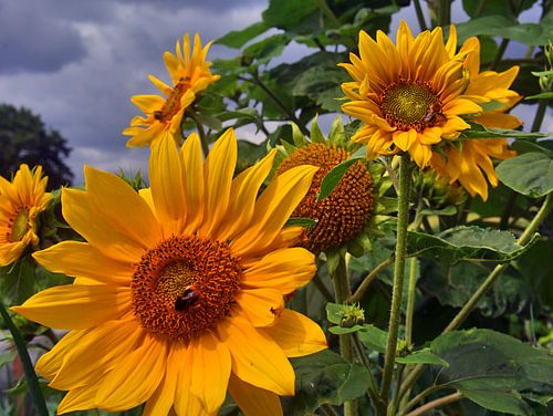 Zonnebloem 11