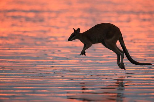 kangoeroe op strand bij zonsopgang, mackay, noord queenland, australië
