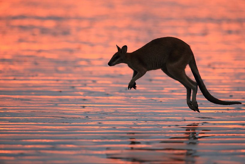 kangaroo on beach at sunrise, mackay, north queensland, australia von Frank Fichtmüller