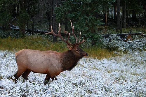 Deer in the snow
