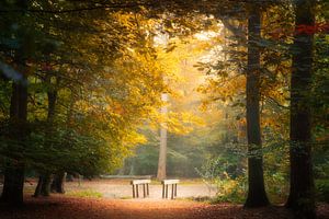 Lumières dans la forêt en automne