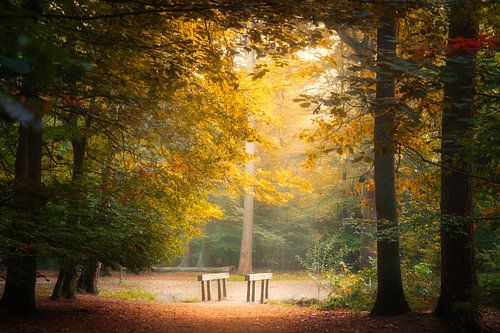 Lichter im Wald im Herbst.