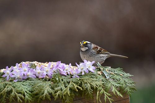 Een vogel bij de voederbak