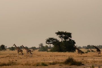 Guardians of the savannah - Giraffes in their element by Rick Massar