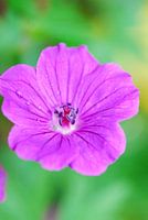 Deep purple