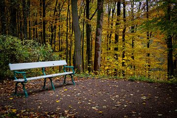 Point de repos dans la forêt d'automne
