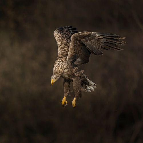 Final approach!