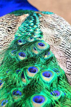a peacock's tail van de buurtfotograaf Leontien