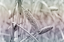 Millet in a field, with a gentle gradient of colours 