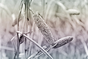 Hirse auf dem Acker in sanftem Farbverlauf 