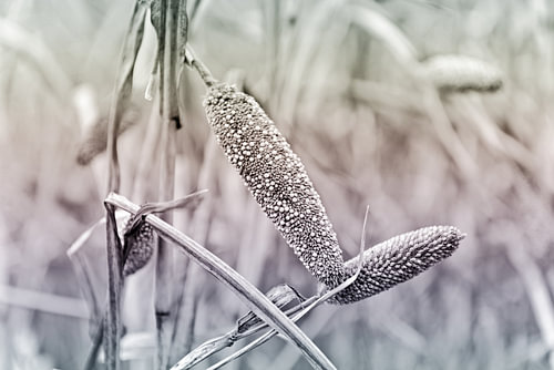 Millet in a field, with a gentle gradient of colours 