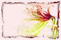 Flower Power #4