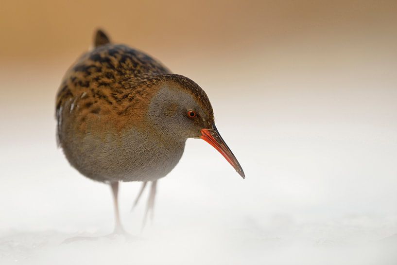 Water Rail ( Rallus aquaticus ) in winter, snow, searching for food, wildlife, Europe. by wunderbare Erde