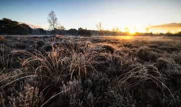 Zonsopkomst op de Winterse Heide: Een Moment van Pure Magie