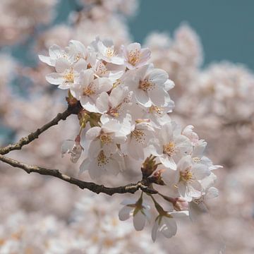 Pastel sakura kersenbloesem vintage art print - lente natuurfotografie en Japan reisfotografie van Christa Stroo fotografie
