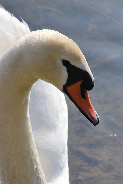 Höckerschwan von John Kerkhofs