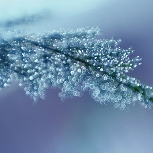 Macro - Bokehlicious