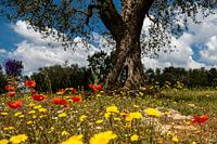 Summer flower meadow with olive tree