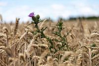 Bloeiende distel in een onscherp rijp graanveld in de zomer
