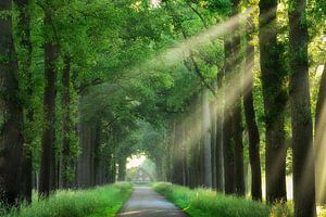 At the end of my house there is a road von Lars van de Goor