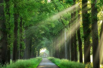 At the end of my house there is a road sur Lars van de Goor