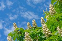 Chestnut blossom