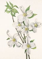 Blühender Hartriegel aus Nordamerikanische Wildblumen (1925) von Mary Vaux Walcott