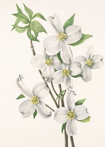 Flowering Dogwood From North American Wildflowers (1925) By Mary Vaux Walcott by Pictufy 