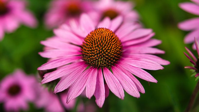 Fleurs roses se détachant sur le fond vert avec un magnifique effet bokeh. par Martin Köbsch