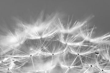 een close up van de paardenbloem van Hans de Waay