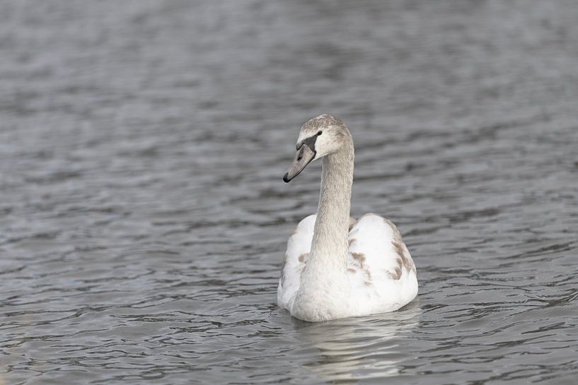 Young mute swan bobbing on the water by picsbyronenvief