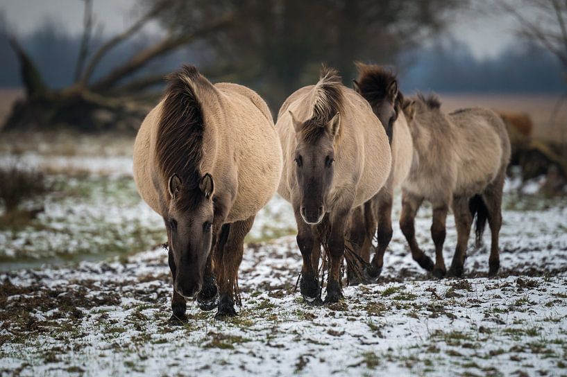 Koniks hiver par Jan Georg Meijer
