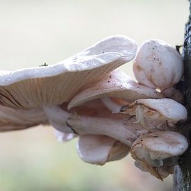 Forest detail in ivory by Kirsten van Engelenburg