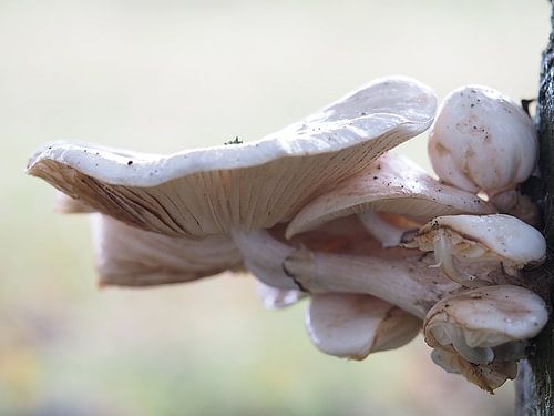 Détail de forêt en ivoire