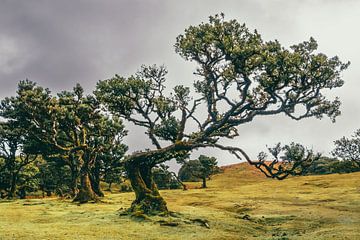 Bizarre boomvormen in Lagoa do Fanal II | Landschap | Madeira van Daan Duvillier | Dsquared Photography