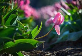 Tulipe rose excellente dans le champ de tulipes