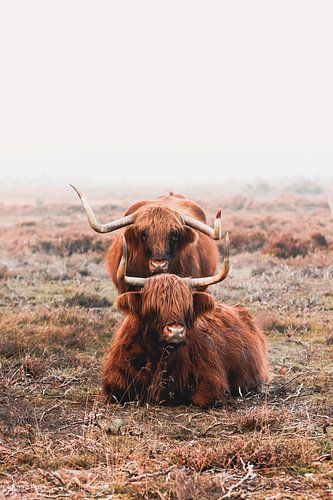 Mistige zondag met Hooglanders van Inge Pots