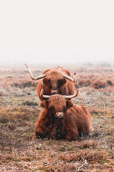 Foggy Sunday with Highlanders by Inge Pots