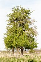 Alleenstaande boom