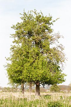 Alleenstaande boom van Bas Nieuwenhuijsen