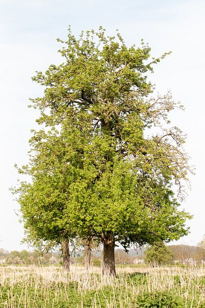 Einzelner Baum von Bas Nieuwenhuijsen