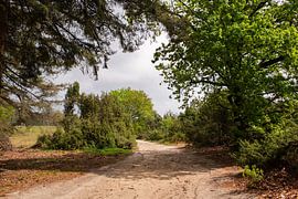 Wanderweg im Sonnenlicht auf dem Lemelerberg von Deborah de Meijer