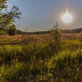 Landschap in de Hoge Venen tegen het licht bij zonsondergang. van Gottfried Carls