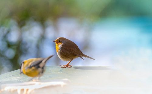 Robin and great tit in the morning sun by Rietje Bulthuis