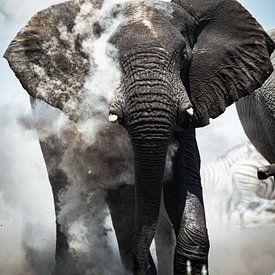 Elephant, Namibia by Thomas Bartelds