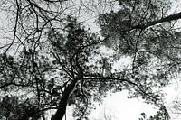 Trees high in the sky