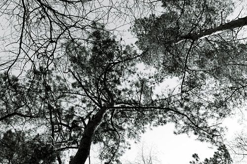 Bomen hoog in de lucht