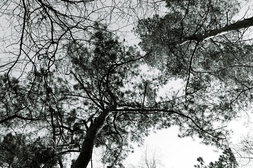 Trees high in the sky by Lieke van Grinsven van Aarle